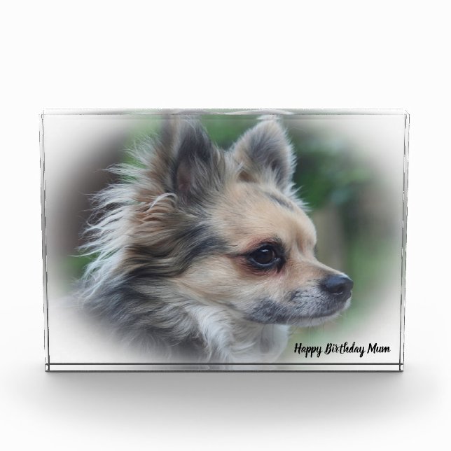 Chihuahua Dog. Photo Block (Front)