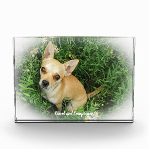 Chihuahua Dog. Photo Block