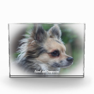 Chihuahua Dog. Photo Block
