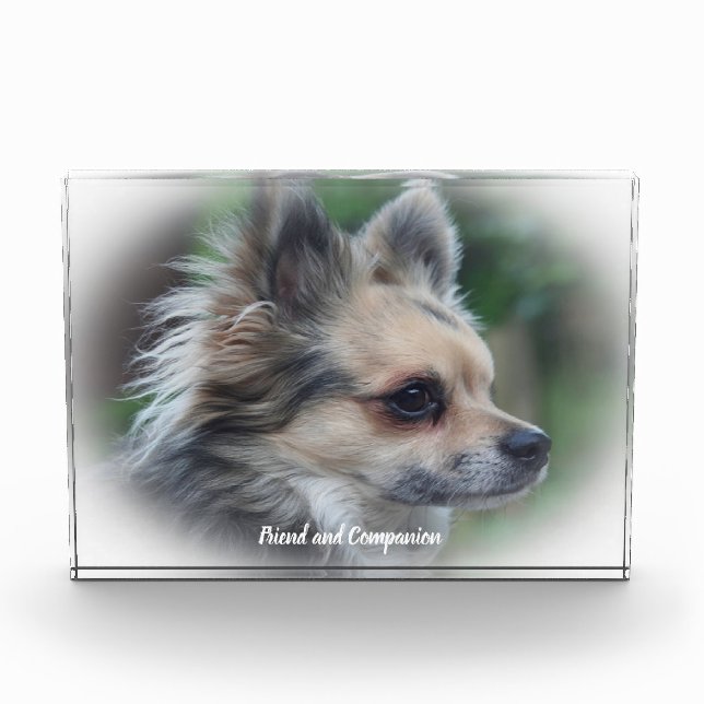 Chihuahua Dog. Photo Block (Front)