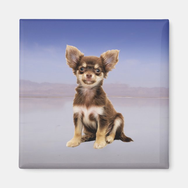 Chihuahua Dog Sitting On Beach Magnet (Front)