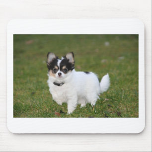 Chihuahua dog standing on a green lawn mouse mat