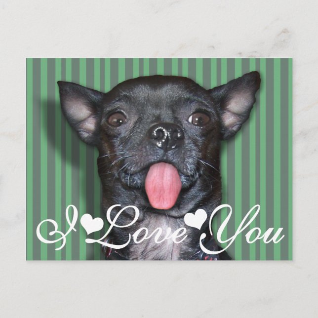 Chihuahua Dog Tongue I Love You Postcard (Front)