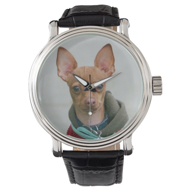 Chihuahua dog watch (Front)
