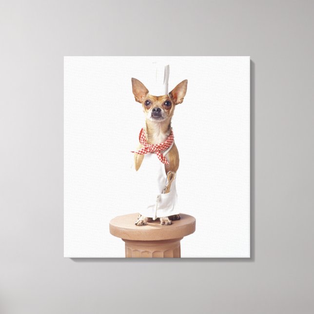 Chihuahua dog wearing chef's whites, studio shot canvas print (Front)