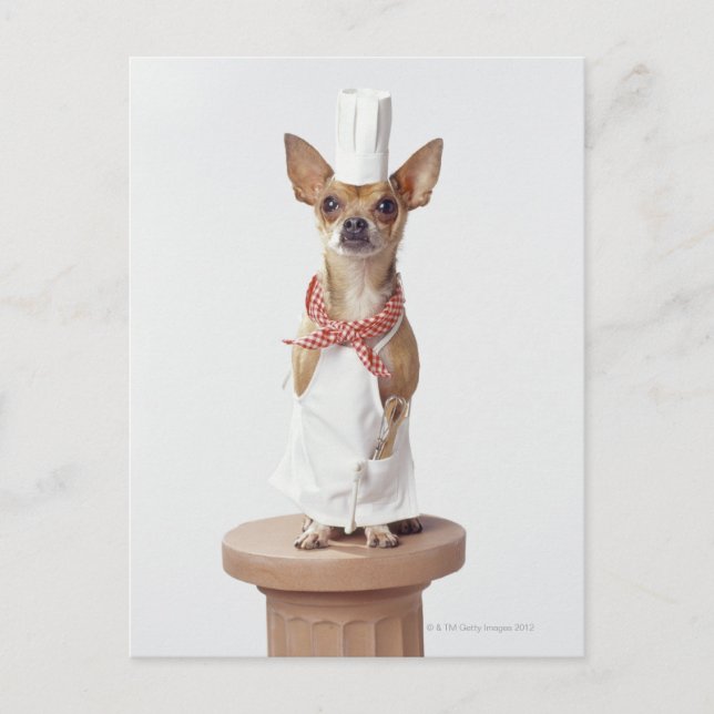 Chihuahua dog wearing chef's whites, studio shot postcard (Front)