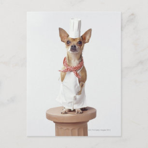Chihuahua dog wearing chef's whites, studio shot postcard