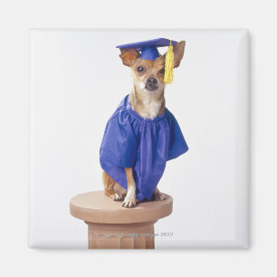 Chihuahua dog wearing graduation uniform, studio magnet