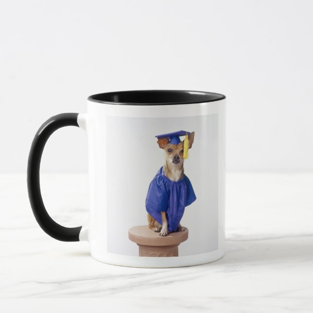 Chihuahua dog wearing graduation uniform, studio mug (Left)