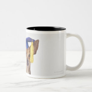 Chihuahua dog wearing graduation uniform, studio Two-Tone coffee mug