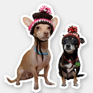 Chihuahua dogs in winter hats