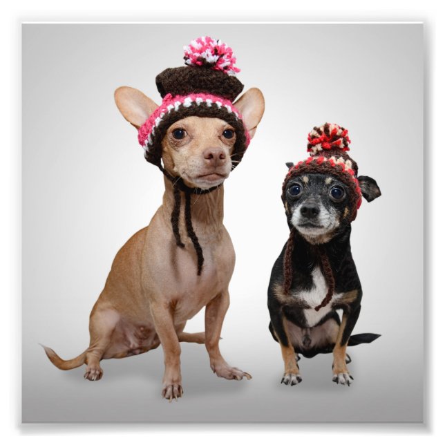 Chihuahua Dogs With Hats Photo Print (Front)