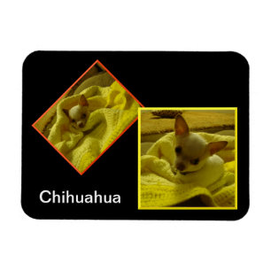 Chihuahua Flexible Photo Magnet