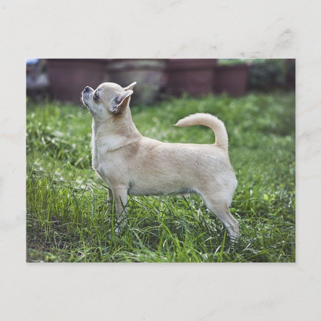 chihuahua full.png postcard (Front)