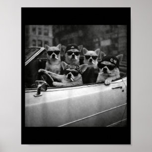 Chihuahua gangster dog street funny chihuahua poster
