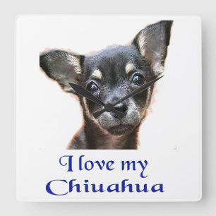 Chihuahua gifts square wall clock