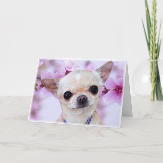 Chihuahua  greeting card (Front)