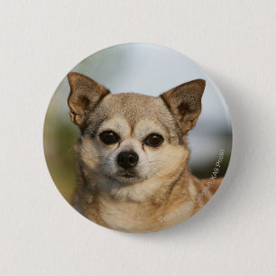 Chihuahua Headshot 6 Cm Round Badge