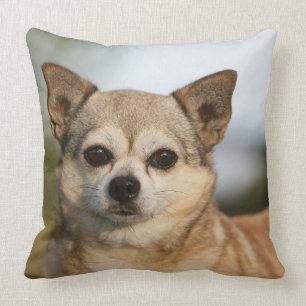 Chihuahua Headshot Cushion