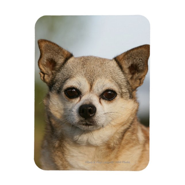 Chihuahua Headshot Magnet (Vertical)