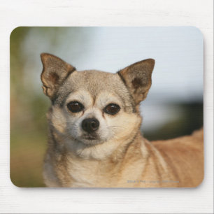 Chihuahua Headshot Mouse Mat