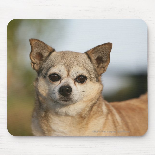 Chihuahua Headshot Mouse Mat (Front)