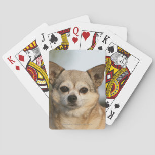 Chihuahua Headshot Playing Cards