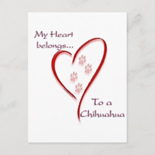 Chihuahua Heart Belongs Postcard