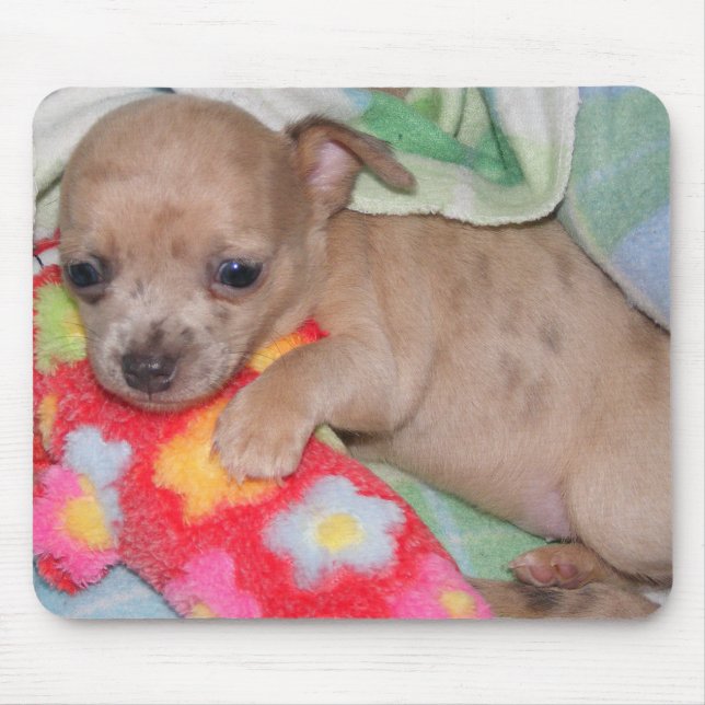 Chihuahua Hugs Mouse Mat (Front)
