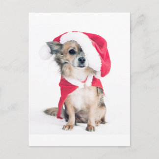 Chihuahua im Weihnachtskostüm Postcard