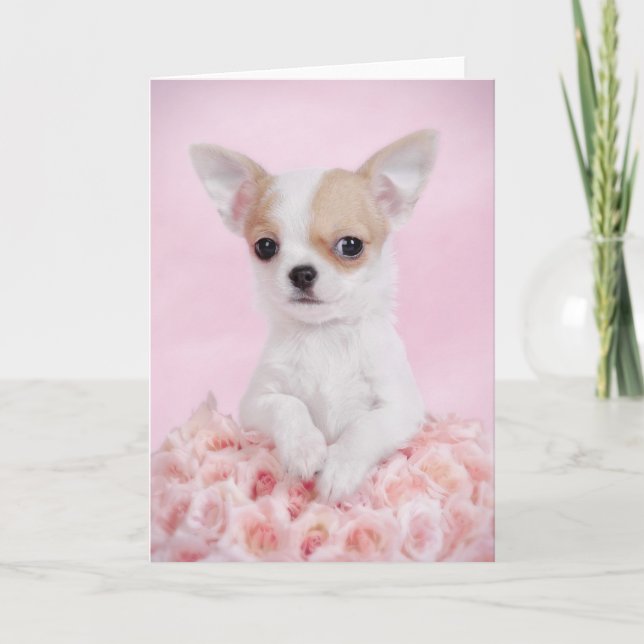 Chihuahua in pink with roses card (Front)