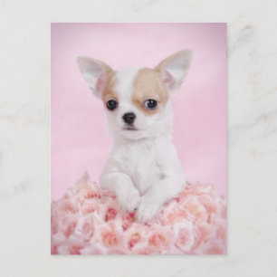 Chihuahua in pink with roses postcard