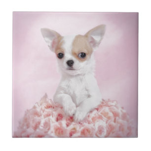 Chihuahua in pink with roses tile