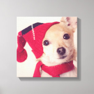 Chihuahua In Winter Cap Canvas Print