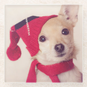 Chihuahua In Winter Cap Glass Coaster