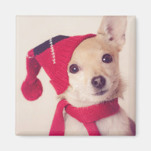 Chihuahua In Winter Cap Magnet