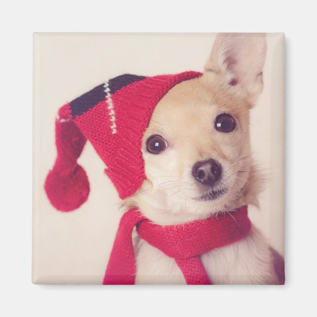 Chihuahua In Winter Cap Magnet (Front)