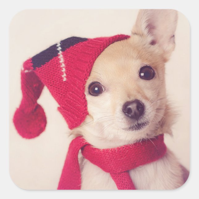 Chihuahua In Winter Cap Square Sticker (Front)