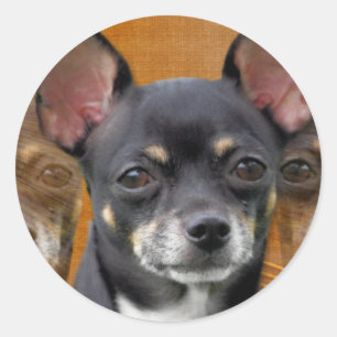 Chihuahua Isabella Cresent Moon Classic Round Sticker
