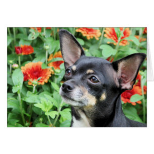 Chihuahua - Isabella - Photo 41