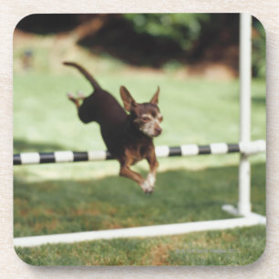Chihuahua Jumping Hurdle Coaster
