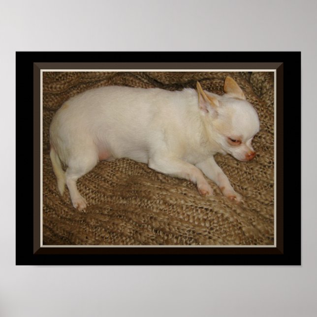 Chihuahua Keeping One Eye Open Poster (Front)