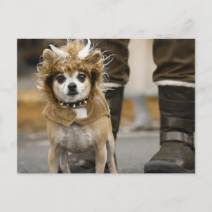 Chihuahua Lion with Horns Postcard