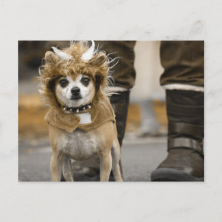 Chihuahua Lion with Horns Postcard