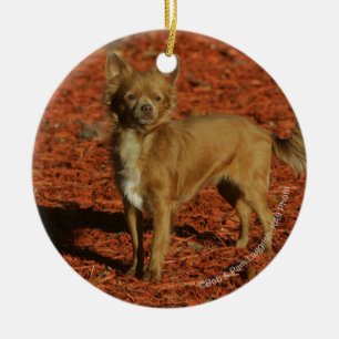 Chihuahua Looking at Camera Ceramic Tree Decoration
