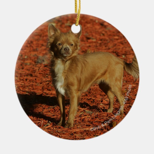 Chihuahua Looking at Camera Ceramic Tree Decoration (Front)