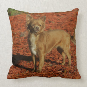Chihuahua Looking at Camera Cushion