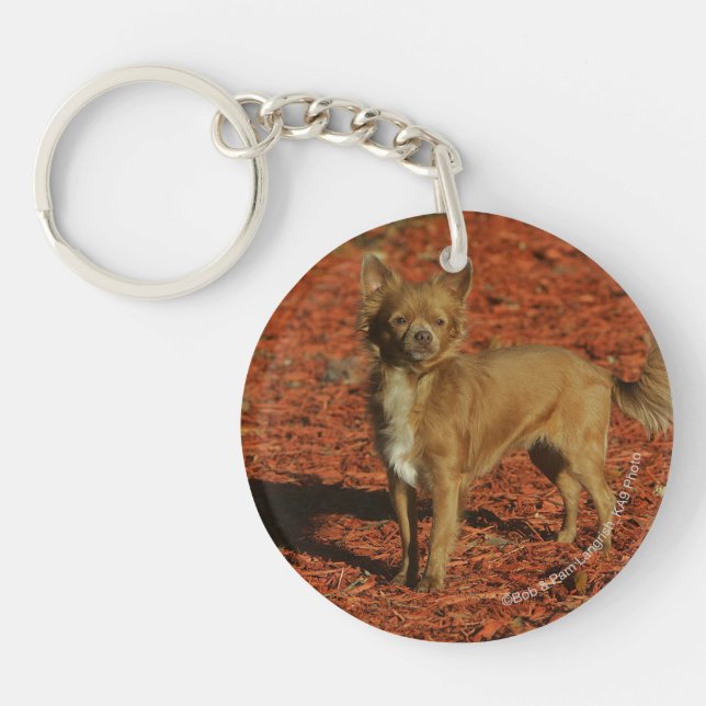 Chihuahua Looking at Camera Key Ring (Front)