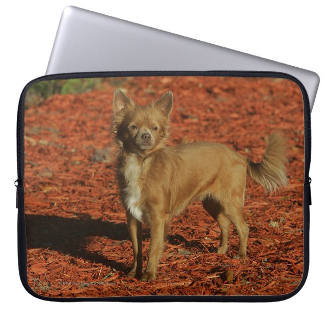 Chihuahua Looking at Camera Laptop Sleeve (Front)