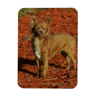 Chihuahua Looking at Camera Magnet